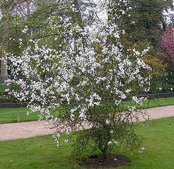 Tours Botanic Garden Poncirus in spring